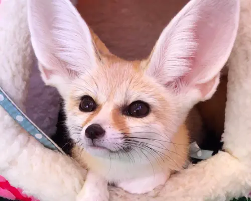 【東京寵物咖啡廳體驗】原宿雪貂狐獴咖啡廳（保證有位）