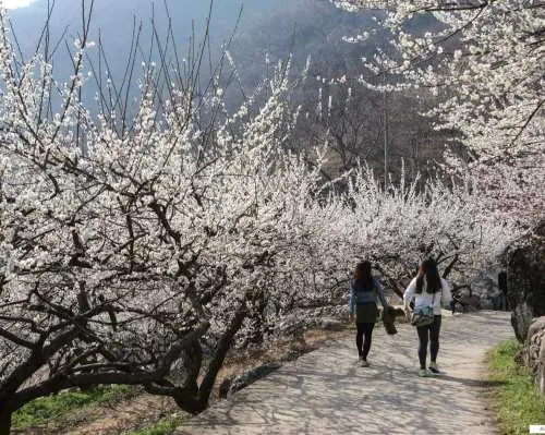 2024櫻花季 | 全羅南道光陽梅花節＋求禮山茱萸慶典（首爾出發）