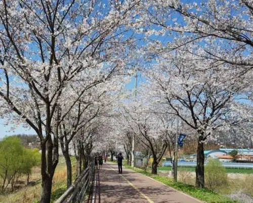 A beautiful cherry blossom tunnel at Galsan Park in Yangpyeong, Gyeonggi-do, with pink and white blossoms lining the path, as visitors enjoy a leisurely stroll under the romantic spring canopy.