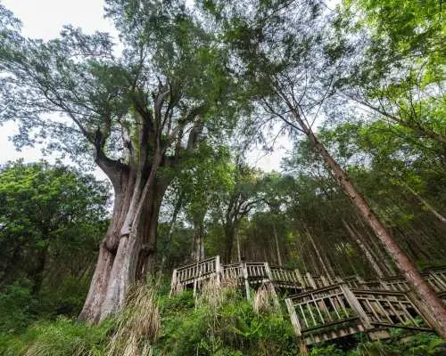【限時優惠】宜蘭棲蘭神木園區二日遊｜太平山 & 棲蘭山莊住宿一晚