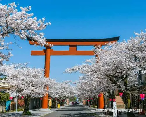 [Early Spring | 20% OFF During Cherry Blossom Season] Saga Cherry Blossom Viewing Spots & Shopping Day Tour from Fukuoka | Japan