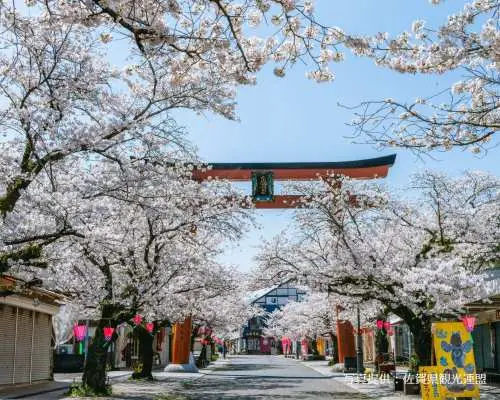 [Early Spring | 20% OFF During Cherry Blossom Season] Saga Cherry Blossom Viewing Spots & Shopping Day Tour from Fukuoka | Japan