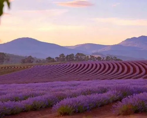 2024.12.22 Tasmania Christmas six-day tour air tickets group