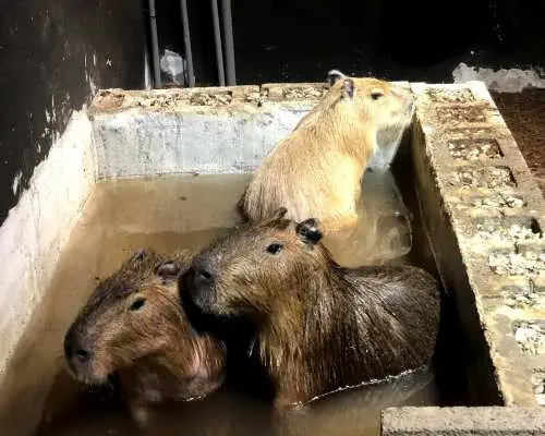 Hsinchu Capybara Feeding Interactive Experience Class｜Weekday only｜Taiwan Insect Museum Hsinchu Branch