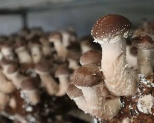 世羅きのこ園〈工場見学＆収穫体験〉