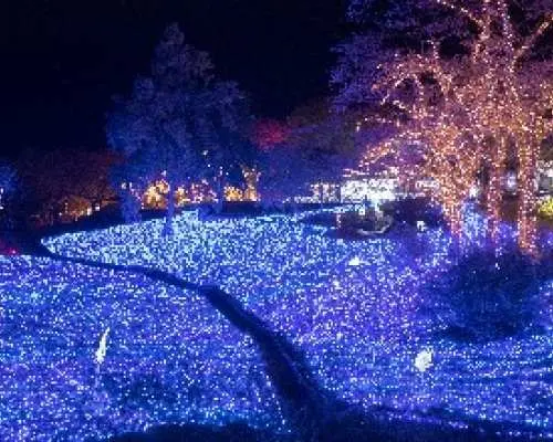 [Departing and arriving at Shinjuku] Sagamiko Illumination direct bus (Sagamihara City, Kanagawa Prefecture)