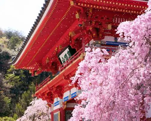 日本大阪勝尾寺・京都嵐山・清水寺一日遊｜勝利達摩祈福巡禮（大阪出發）