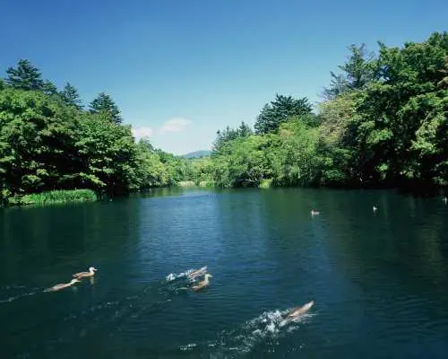 輕井澤雲場池（天鵝湖），清澈湖水與四周茂密森林相映成趣，數隻野鴨悠然自得地在湖中嬉戲，是散步和享受自然美景的完美地點。