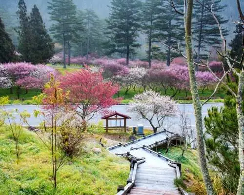 【樱花季】清境合欢山＆福寿山＆武陵农场 3 日｜台北出发