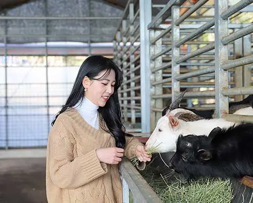 제주 편백 포레스트 체험 목장의 우리 안에서 한 행복한 방문객이 다양한 염소들에게 건초를 먹이며, 가까이에서 동물과 교감하는 경험을 보여줍니다.