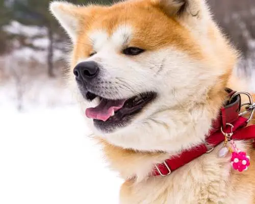 Walking in nature with an Akita dog & making miso-flavored tsukemen (Mitsumata, Akita)
