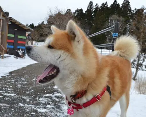 Walking in nature with an Akita dog & making miso-flavored tsukemen (Mitsumata, Akita)