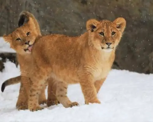 Asahiyama Zoo One-Day Tour
