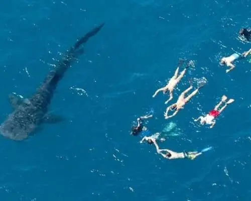 필리핀 세부 오슬롭의 푸른 바다에서 여러 명의 여행객들이 거대한 고래상어와 함께 스노클링을 즐기는 항공 뷰.