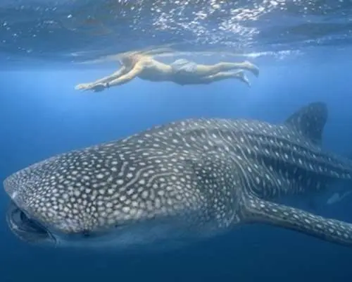 필리핀 세부 오슬롭의 맑고 푸른 바다에서 거대한 고래상어가 물속을 유영하고 그 위에서 스노클링하는 여행객.