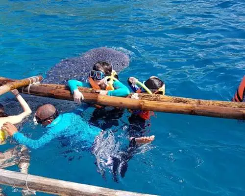 필리핀 세부 오슬롭에서 안전 장비를 착용하고 전통 방카선 옆에서 고래상어를 가까이에서 관찰하는 여행객들.