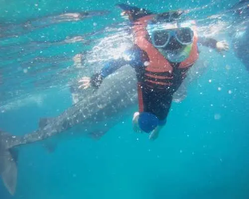 필리핀 세부 오슬롭 투어에서 스노클링 마스크와 구명조끼를 착용한 사람이 고래상어와 가까이서 수영하는 짜릿한 수중 체험.