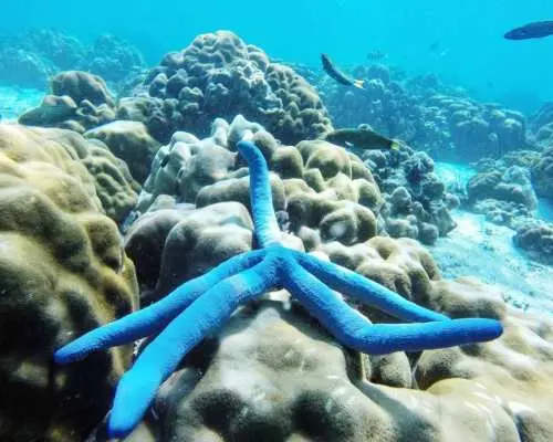 ดำน้ำดูปะการัง