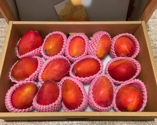 数量限定販売｜台湾産・アップルマンゴー（愛文芒果）｜2.5kg、5kg｜選べる大玉サイズ｜日本国内配送