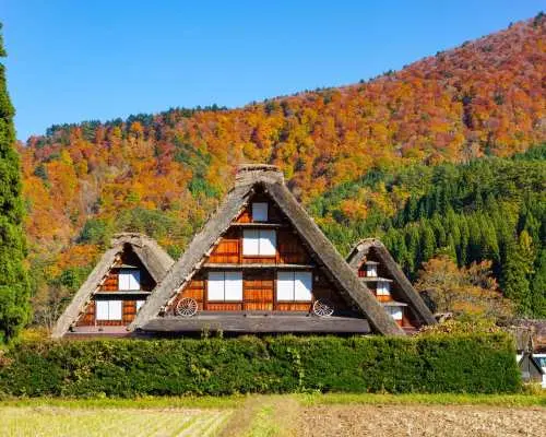 日本白川乡+白山白川乡白色道路赏枫之旅一日游（金泽出发）