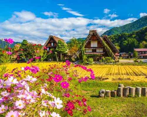 日本白川乡+白山白川乡白色道路赏枫之旅一日游（金泽出发）