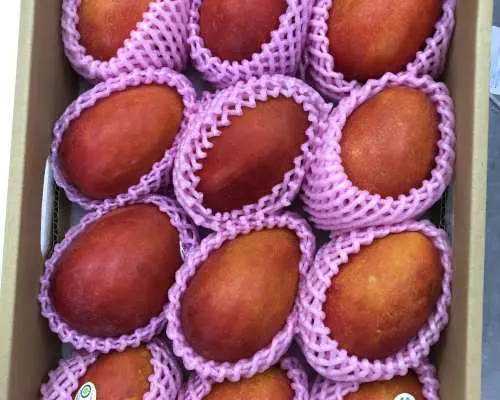 数量限定販売・台湾産アップルマンゴー｜5kg｜7月より順次発送