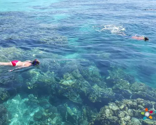 ดำน้ำตื้นดูประการัง