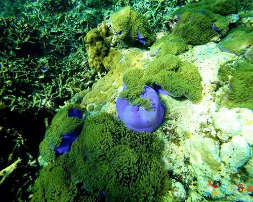 ทัวร์หมู่เกาะสุรินทร์ พังงา 1 วัน