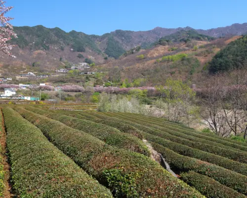 春季限定｜河东十里樱花路、双溪寺、河东Flyway缆车一日游｜釜山出发