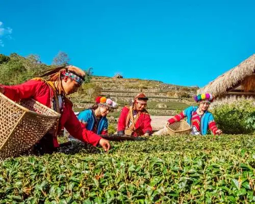 优游吧斯部落的在地居民身着传统服饰，在阳光下茶园中熟练采茶，体验嘉义包车一日游的特色原民文化。