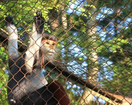 クックフォン霊長類救護センターで保護されている絶滅危惧種のドゥクラングール（キンシコウ）。フェンス越しに、その貴重な姿を間近で観察できる様子。