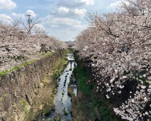【日本旅遊】花現北陸～名古屋城賞櫻、合掌村兼六園、鬱金香四季館、富山希爾頓逸林五日