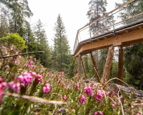 Switzerland's LAAX treetop walk, showcasing vibrant pink wildflowers blooming below the elevated wooden pathway, highlighting the natural vitality and beautiful forest scenery of spring and summer.