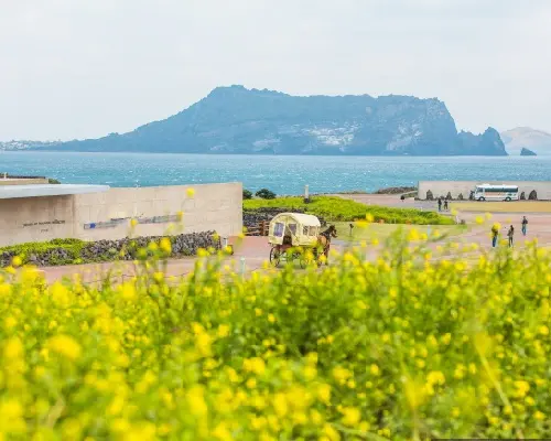 【韓國旅遊】花漾藍調濟州～最美櫻花隧道、牛島海洋公園、華麗百匯晚餐、五星藍鼎酒店五日