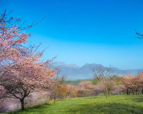 【日本旅遊】KHH櫻花戀九州～日本百選櫻情、秋月杉馬場、水陸雙享體驗、戀戀溫泉香五日