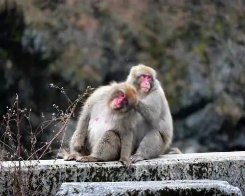 白山国立公園の野外で、石垣に座って毛づくろいし合う2匹のニホンザル（スノーモンキー）。地域の豊かな生態系が伺える。