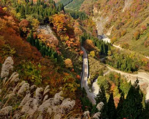 白山国立公園の深い谷間を縫うように走る白山白川郷ホワイトロード。金色やオレンジ色の紅葉と深い緑の山林の中を進む。