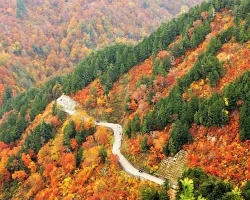 高所から見下ろす蛇行する白山白川郷ホワイトロード。道沿いは秋の紅葉と深い緑の山林に囲まれ、息をのむような美しさ。