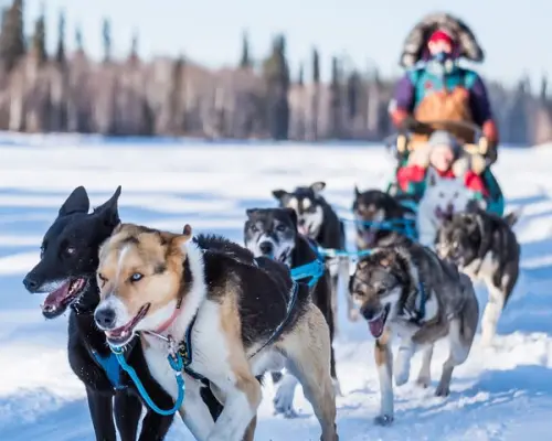 【美國旅遊】舞動的精靈～阿拉斯加極光、三晚極光旅行、狗拉雪橇體驗、珍娜溫泉泡湯八日