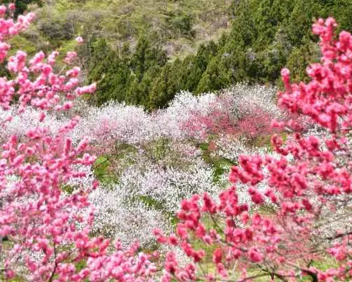 【日本旅遊】花現雪壁傳奇～立山黑部、阿智花桃之里、合掌村兼六園、懷舊古鎮溫泉香五日