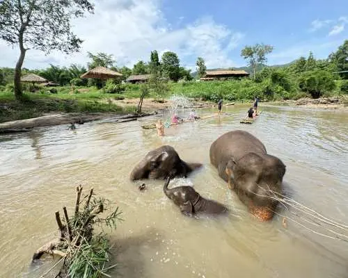 Chiang Mai: Thai Cooking & Elephant Sanctuary Day Trip