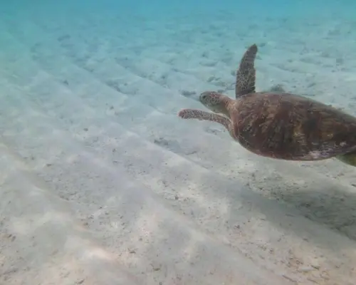 【鹿兒島、與論島】在百合之濱乘坐玻璃底船觀賞海龜“LOOK海龜之旅”