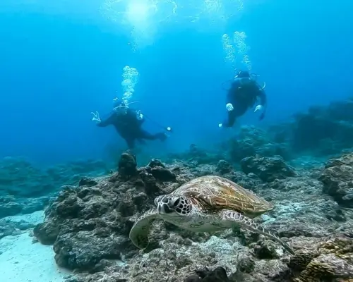 【屋久島 体験ダイビング】初心者も安心！ウミガメに会えるかも♪（半日・動画撮影付き）