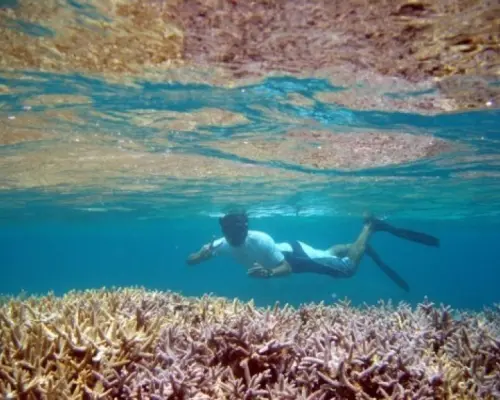[Kagoshima, Southern Amami Oshima] Amami Oshima Strait, Kakeroma Island Coral Reef Snorkeling, Skin Diving, Yacht Cruise. 1-day course