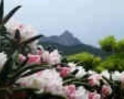 [Kagoshima/Yakushima] Day trip hiking Jomon Cedar course [Trekking]