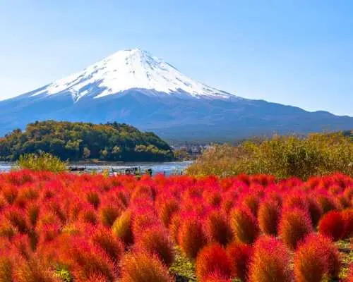 Tokyo Mt. Fuji Popular Photo Spots Day Trip | Lake Yamanaka, Hiranohama Upside-down Fuji, Oshino Hakkai, Arakurayama Sengen Park, Kawaguchiko Oishi Park (Optional 9-person boutique tour, hotel pick-up and drop-off)