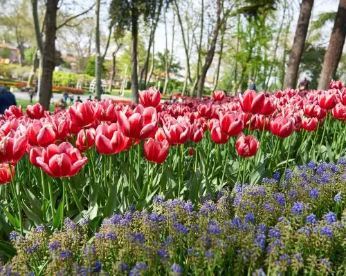 【歐洲旅遊】【花現土耳其、早鳥加購熱氣球】鬱金香花季、雪白棉花堡、古都布爾薩、伊斯坦堡舊城區10日