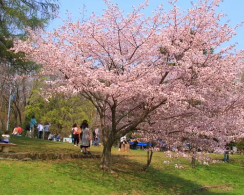 【日本旅遊】櫻情北海道～旭山動物園、登別櫻花隧道、和牛螃蟹饗宴、綠之風渡假村五日