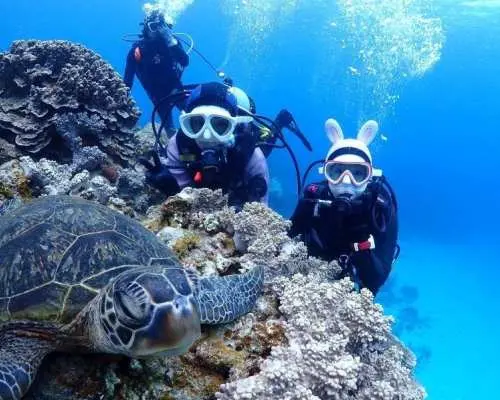 世界中で潜れる国際カード【PADI・CMAS・NAUIその他】ダイビングライセンスが8,800円から！
