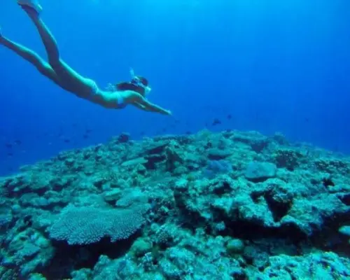 [Churaumi Aquarium, Nakijin Village, and other hidden beaches!] Private tour for one group! SUP & skin diving experience!